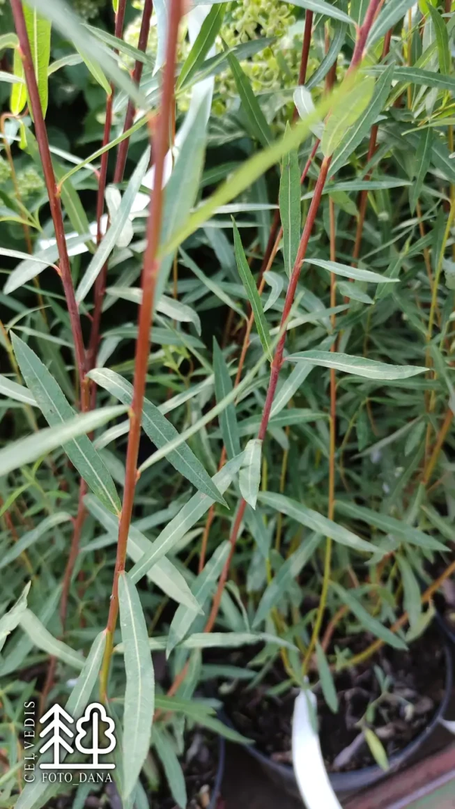 Salix purpurea f. gracilis